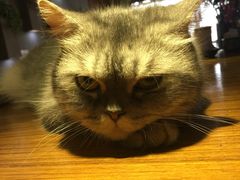 -喵园·猫主题咖啡厅·撸猫·猫咖(国贸店)