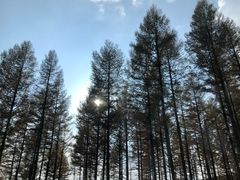 -塞罕坝国家级自然保护区