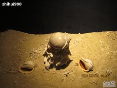 -亚龙湾中心广场·贝壳馆