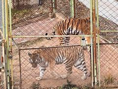 -青藏高原野生动物园