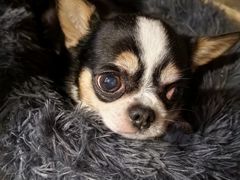 -张记牛肉面馆(天津路店)