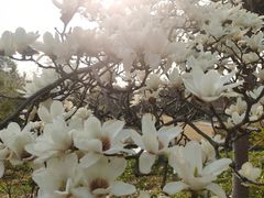 -上海共青森林公园