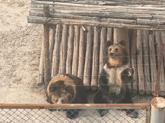 -青藏高原野生动物园