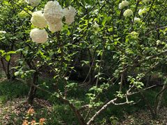 -昆山城市生态森林公园