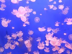 -江和美海洋公园