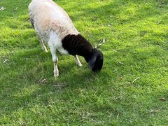 -芭厘·农庄老字号.电饭煲五指毛桃焗鸡