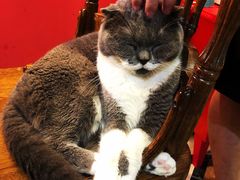 -猫色咖啡·猫咖