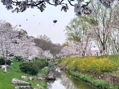 -羊山湖公园