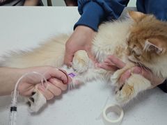 -嘉馨宠物医院·CT影像转诊·心脏科·犬猫全科诊疗中心(下沙大学城院区)