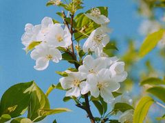 -上海辰山植物园