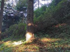 -四明山国家森林公园