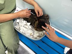 -达爱动物医院·犬猫分区·CT·复杂眼科(远洋山水分院)