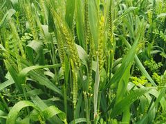 -前小桔亲子创意农场·草莓采摘·露营烧烤