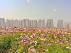 -洋湖国家湿地公园