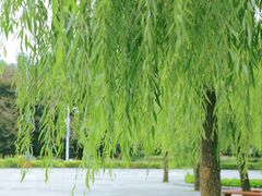 -洛阳市隋唐城遗址植物园