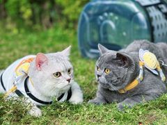 -重庆市江北嘴中央商务区中央公园