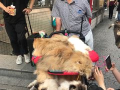 -涩谷区