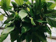 -麦当劳(北苑秋实路店)