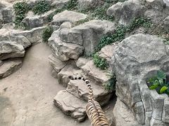 -深圳野生动物园