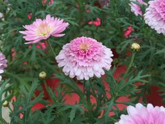 -龙大花卉苗木市场