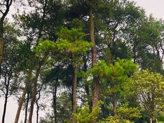 -铁山坪森林公园