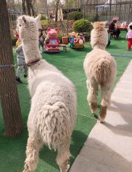 -萌宠亲子动物乐园(槐房万达店)