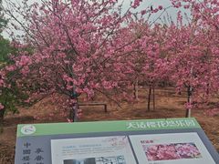 -天适樱花悠乐园