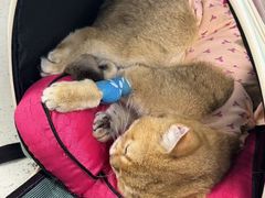 -纳吉亚猫专科动物诊疗中心(蒋宅口分院)