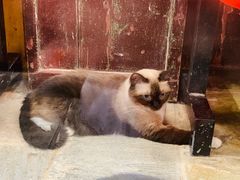 -猫咪博物馆(顶澳仔猫街店)