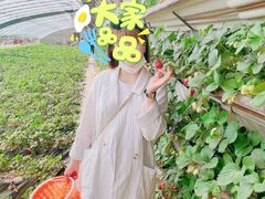 -大自然农场蔬菜草莓采摘园