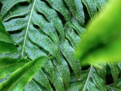 -国家植物园南园