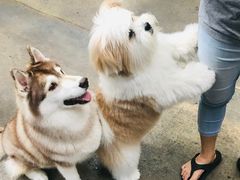 -TrueLove @ Neverland (Husky Cafe)