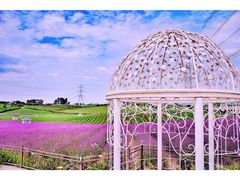 -紫颐香薰山谷景区