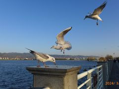 -滇池海埂公园