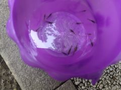 -成都市活水公园