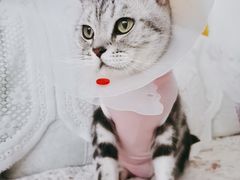 -宠福鑫康馨动物医院·骨科·眼科