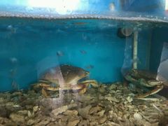 -江杨农产品批发市场