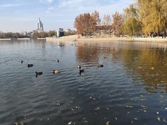 -莲花池公园