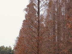 -同里国家湿地公园