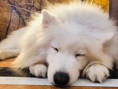 -more than meow吴止猫主题餐厅(承德 中船汇店)