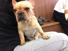 -柯斗斗主题餐厅·狗咖·围炉煮茶·茶饮(国瑞升平里店)