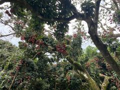 -香山鸡嘴荔枝