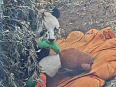 -大连森林动物园