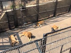 -大连森林动物园