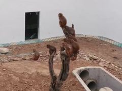 -武汉紫薇都市田园