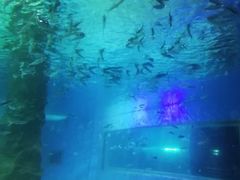 -北戴河圣蓝海洋公园