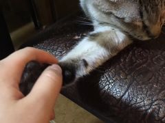 -李小姐の猫咖啡馆(五角场店)