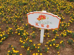 -大塘金香草谷