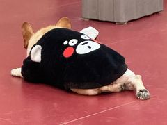 -和它·交个朋友·狗咖猫咖(爱琴海店)