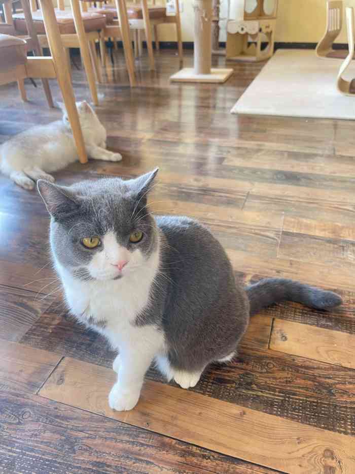 衔蝉猫咖·撸猫·桌游·剧本-"感觉每只猫咪都肥肥的～手上要是没有吃